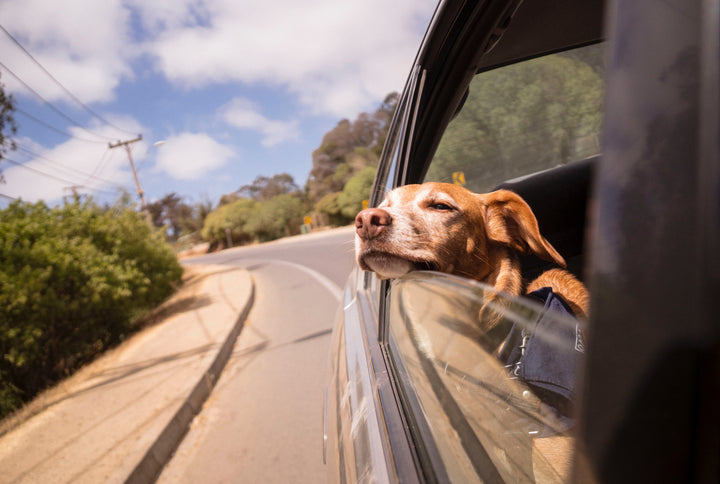 Choosing the Best Dog Bed for Your Car