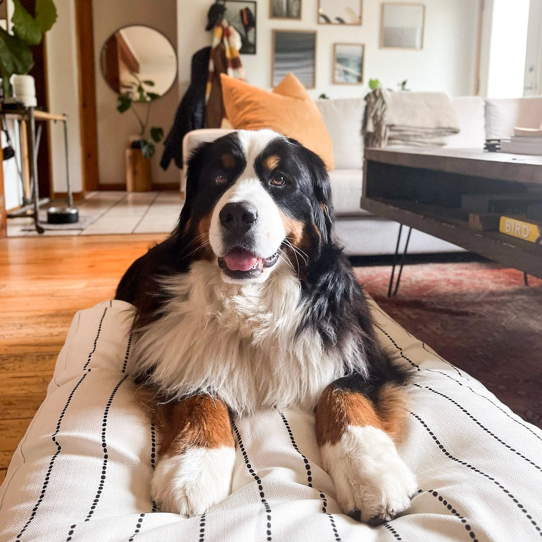 Fenwick Bed Fenwick Pet Co.