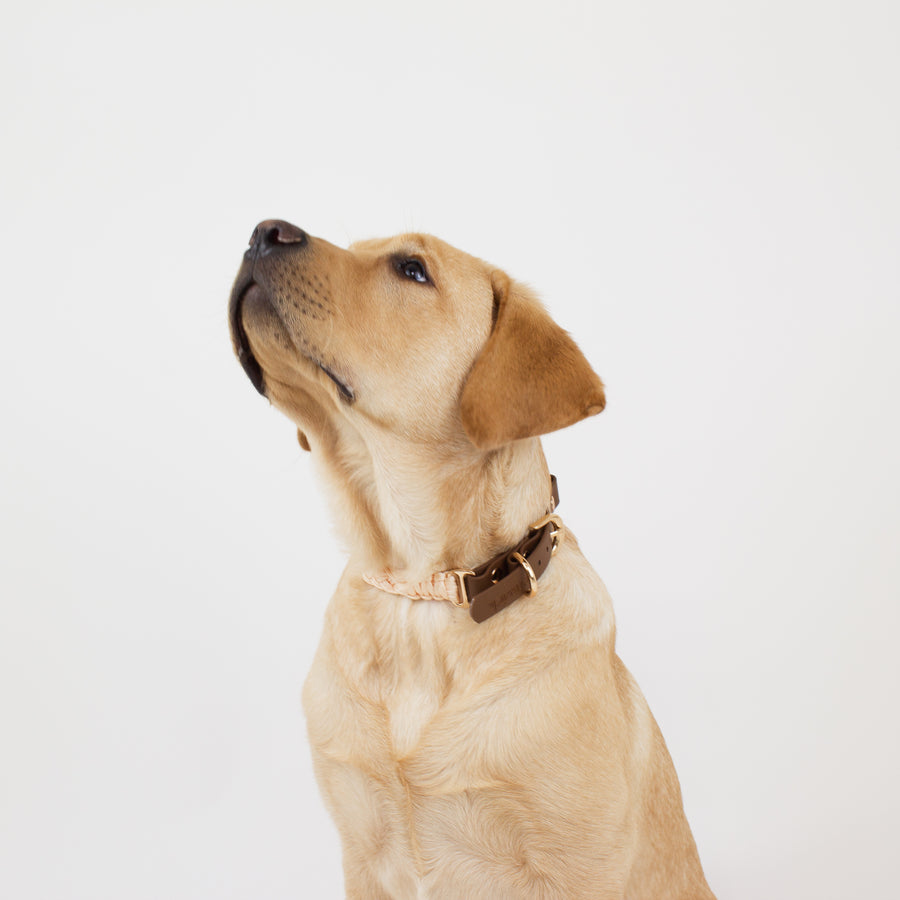 Pink dog collar worn by yellow labrador retriever