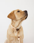 pink rope leash worn by yellow labrador retriever