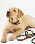forest green dog collar and rope leash worn by yellow labrador retreiver