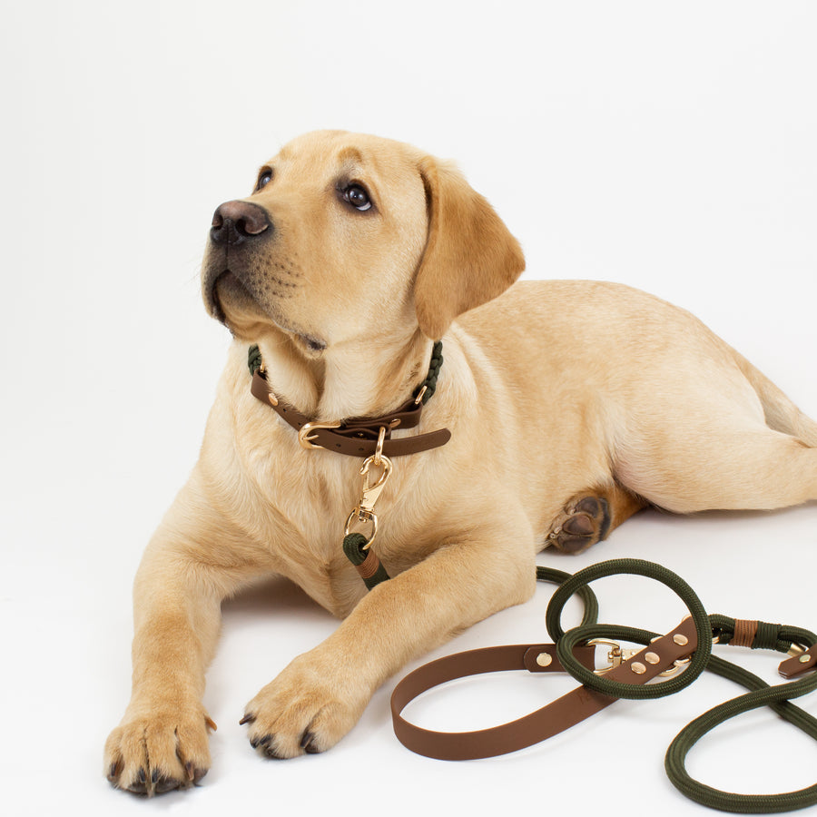 forest green dog collar and rope leash worn by yellow labrador retreiver